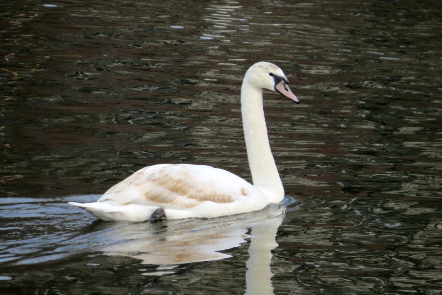 image142.JPG