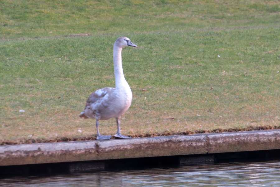 image153.JPG