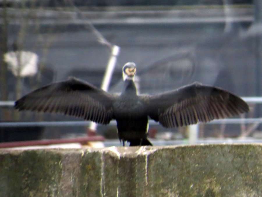 image38.JPG