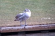 thumbnail152.JPG