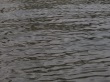 thumbnail4.JPG