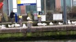 thumbnail51.JPG