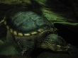 thumbnail15.jpg