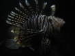 thumbnail4.jpg